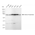 LifeSab™ TNAP Rabbit mAb (20 μl)