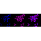 LifeSab™ PLAP Rabbit mAb (20 μl)