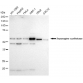 LifeSab™ ASNS Rabbit mAb (20 μl)