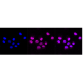 LifeSab™ CTSB Rabbit mAb (20 μl)