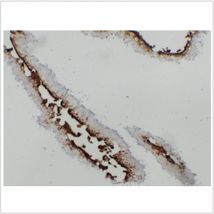 Anti-Uroplakin III Mouse mAb (50 μl)