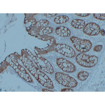 Anti-Villin Mouse mAb (50 μl)