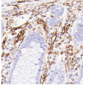 Anti-Vimentin Mouse mAb (50 μl)