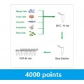 LiDirect™ Lightning Genotyping Kit (80 rxns)