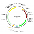 Adenovirus TurboGFP (200 µl)