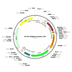 Adenovirus U6-shRNA-GFP (200 µl)