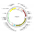 Adenovirus iCre (200 µl)