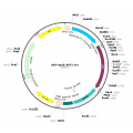 AAV ApoE/AAT1-Cre (30 µl)