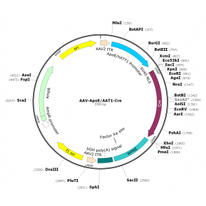 AAV ApoE/AAT1-Cre (30 µl)