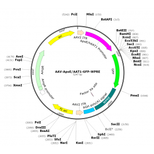 AAV ApoE/AAT1-GFP (30 µl)