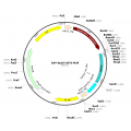 AAV ApoE/AAT1-Null (30 µl)