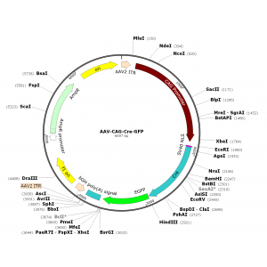 AAV CAG-Cre-GFP (30 µl)