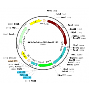 AAV CAG-Cre-GFP-3xmiR122 (30 µl)