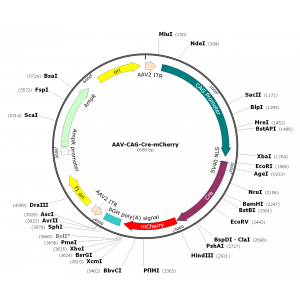 AAV CAG-Cre-mCherry (30 µl)