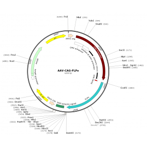 AAV CAG-FLPo (30 µl)