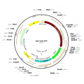 AAV CAG-GFP (30 µl)