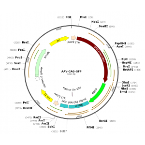 AAV CAG-GFP (30 µl)