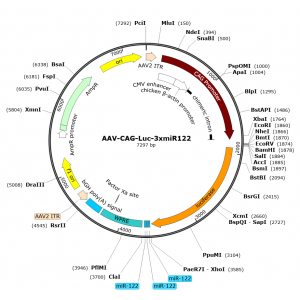 AAV CAG-Luc-3xmiR122 (30 µl)