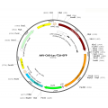 AAV CAG-fLuc-T2A-GFP (30 µl)