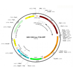 AAV CAG-Luc-T2A-GFP (30 µl)