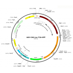 AAV CAG-Luc-T2A-GFP (30 µl)