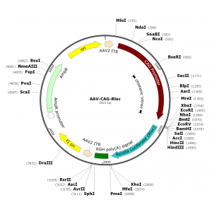 AAV CAG-Rluc (30 µl)
