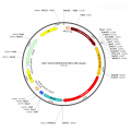 AAV CAG-ChR2-tdTOMATO (30 µl)