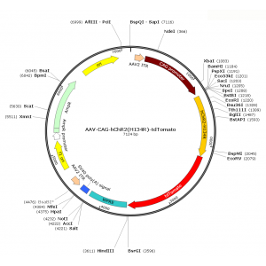 AAV CAG-ChR2-tdTOMATO (30 µl)