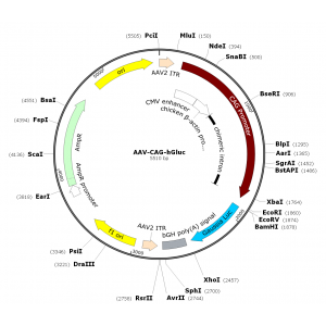 AAV CAG-hGluc (30 µl)