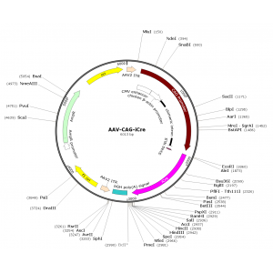 AAV CAG-iCre (30 µl)