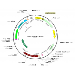 AAV CAG-iCre-T2A-GFP (30 µl)