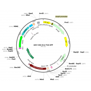 AAV CAG-iCre-T2A-GFP (30 µl)