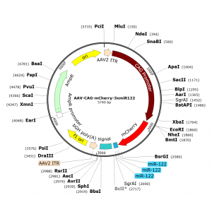 AAV CAG-mCherry-3xmiR122 (30 µl)