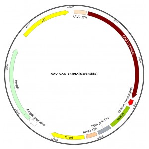 AAV CAG-shRNA (30 µl)