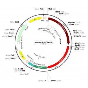 AAV CAG-tdTOMATO (30 µl)