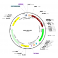 AAV CB6-GFP (30 µl)