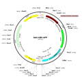 AAV CBh-GFP (30 µl)