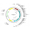 AAV CMV-Cre (30 µl)