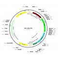 AAV CMV-GFP (30 µl)