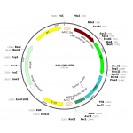 AAV GFP (30 µl)