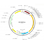 AAV CMV-Luc (30 µl)