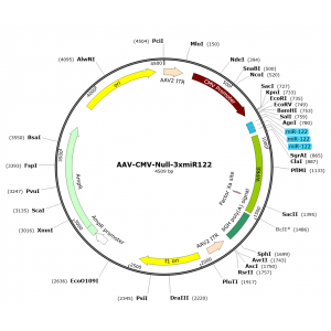 AAV NULL-3xmiR122 (30 µl)