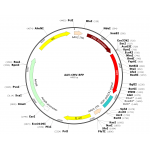 AAV mRFP (30 µl)