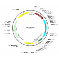 AAV CMV-Rluc (30 µl)