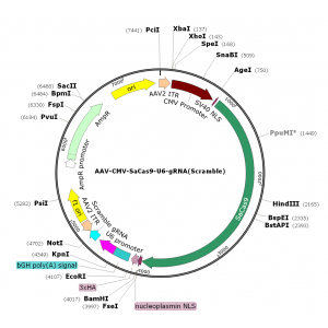 AAV CMV-saCas9-U6-sgRNA (30 µl)