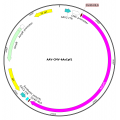 AAV CMV-hAsCpf1 (30 µl)