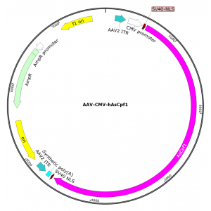 AAV CMV-hAsCpf1 (30 µl)