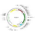 AAV CMV-iCre (30 µl)