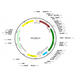 AAV CMV-iCre (30 µl)