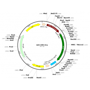 AAV CMV-iCre (30 µl)